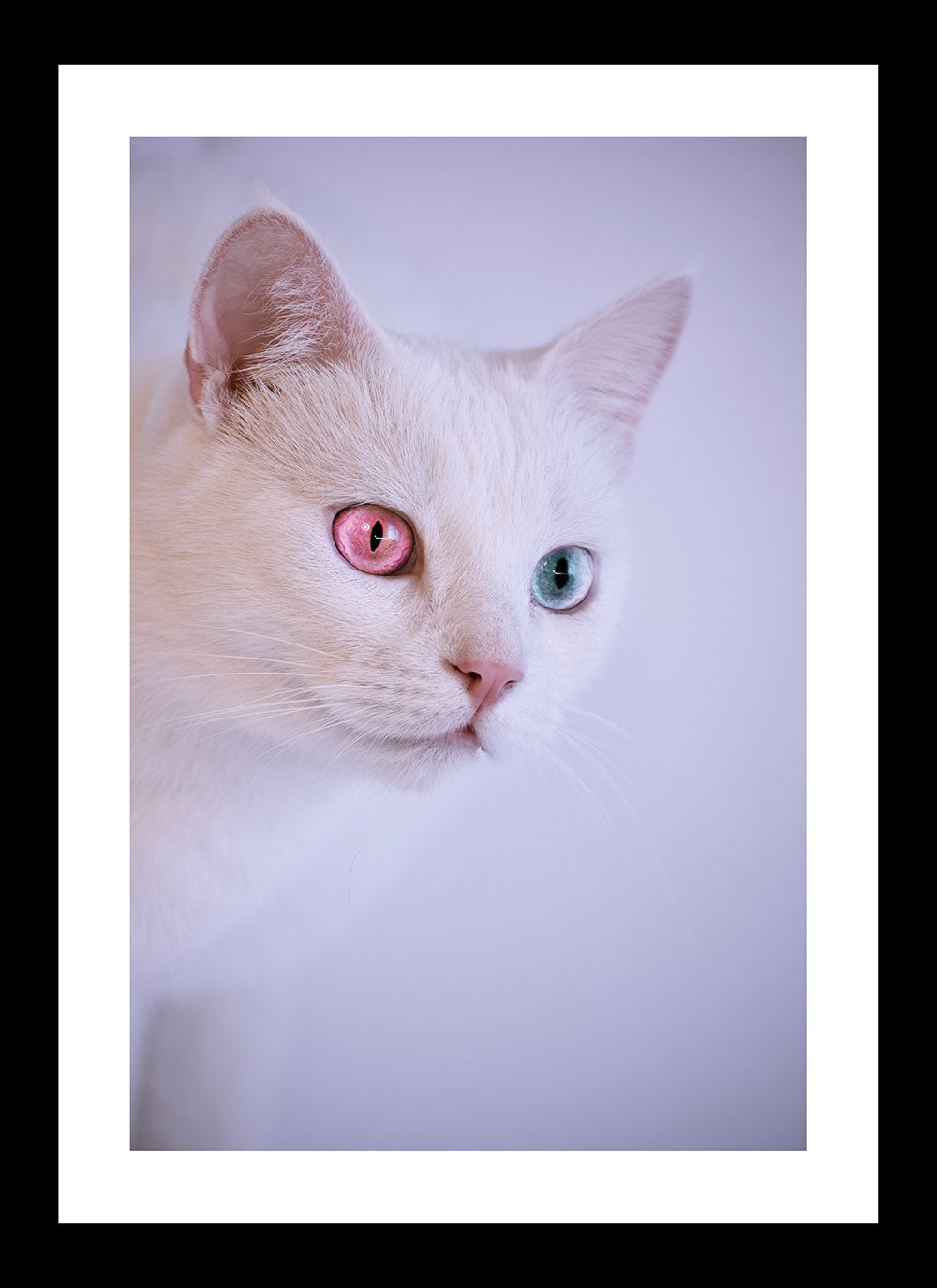 Cats with heterochromia iris