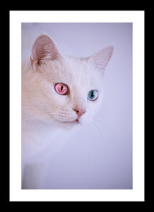 Cats with heterochromia iris